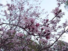 almendro-2
